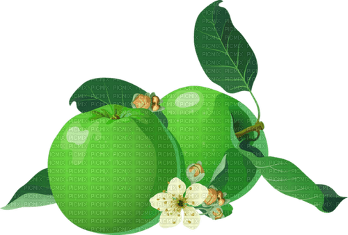 apples   Bb2 - Free PNG