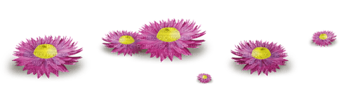 Pink daisy flowers deco pink Marguerite - PNG gratuit
