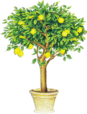 soave deco lemon  fruit summer tree  vase - 無料png