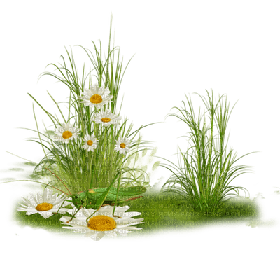 Coquelicot - Free PNG