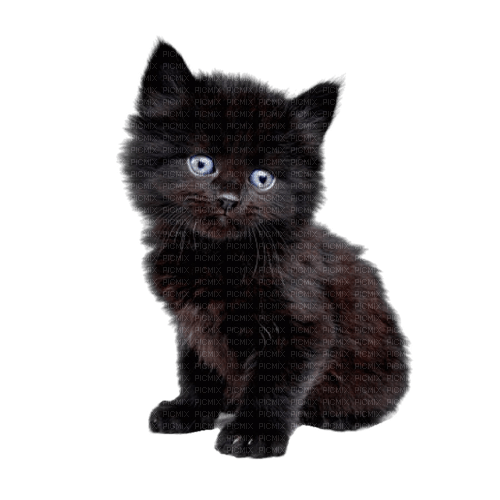 черный кот - безплатен png