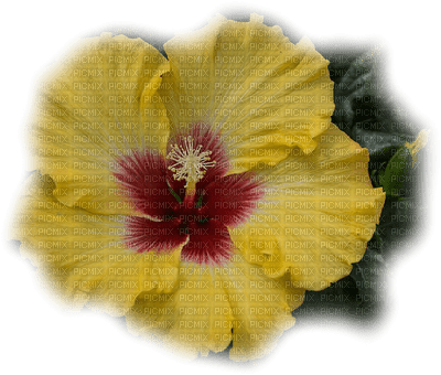 Tournesol94 fleur - kostenlos png