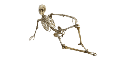 skeleton bp - ücretsiz png