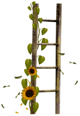 ladder sunflower deco  tournesol échelle - png ฟรี