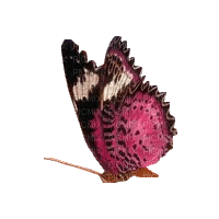 chantalmi papillon butterfly rose pink