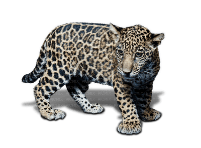 jaguar bp - png gratuito