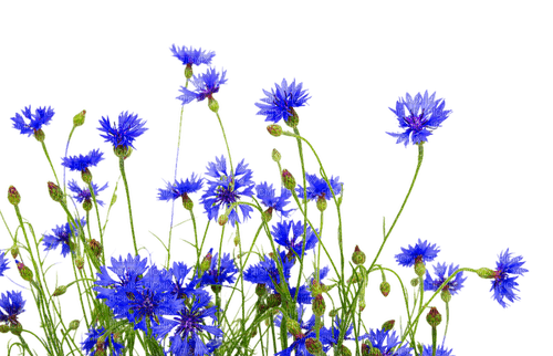 blommor-Blåklint----flowers-Cornflower - gratis png