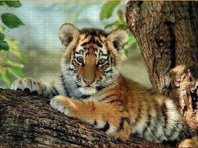 bébé tigre - ücretsiz png