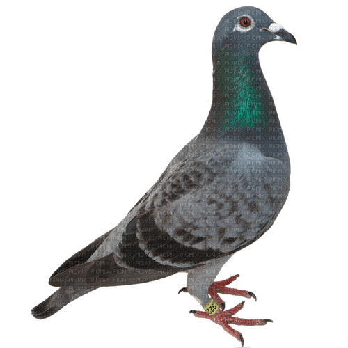 pigeon - zdarma png