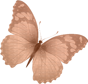 Schmetterling - kostenlos png