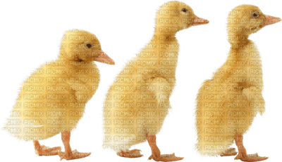 Kaz_Creations Easter Deco Chick - gratis png