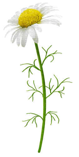 daisy white flower - PNG gratuit