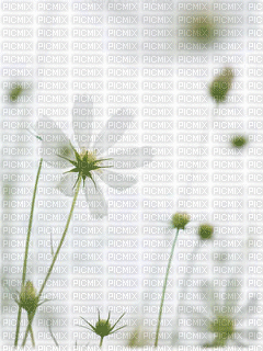 fleur - 無料のアニメーション GIF