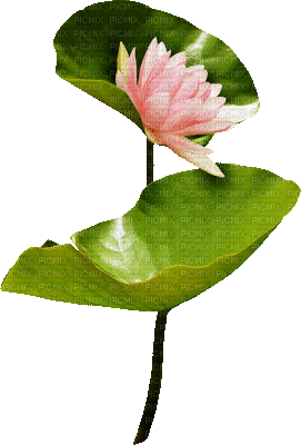 plant searose - Nemokamas animacinis gif
