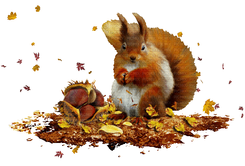 Squirrel in Autumn - GIF เคลื่อนไหวฟรี