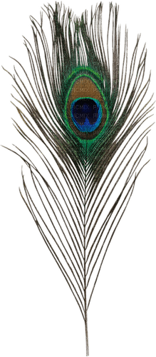 Peacock Feather - безплатен png
