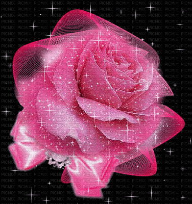 pink rose - GIF animado gratis