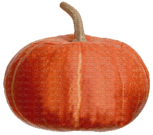pumpkin - GIF animado gratis