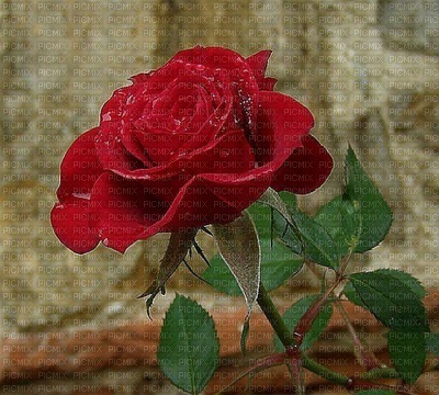 Rosa vermelha - PNG gratuit
