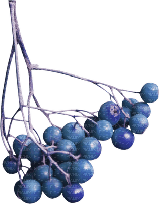 blue-berry-bär-deco-minou52 - gratis png