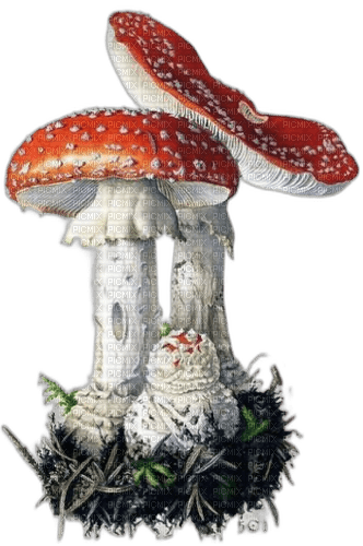 mushroom Bb2 - kostenlos png