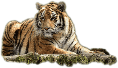 tiikeri, tiger