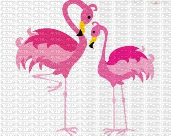 Pink Flamingos - 無料png