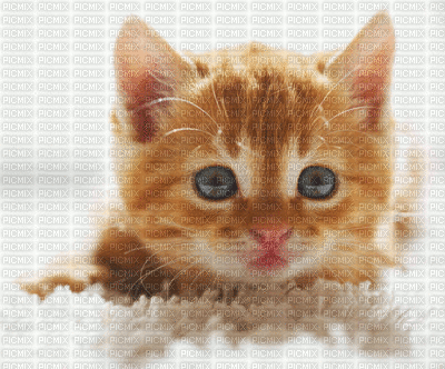 chaton - GIF animado grátis