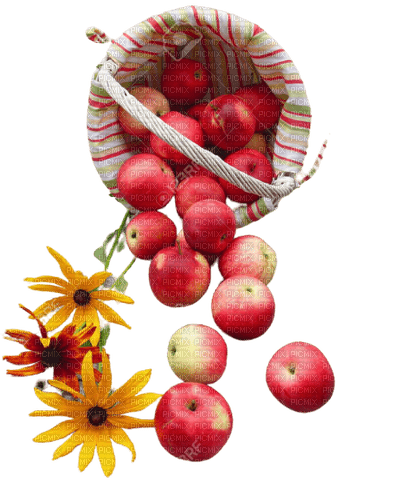 fruit,apple,flower,vase - png gratuito