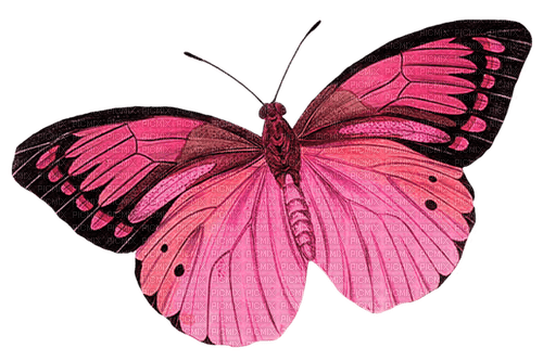 butterfly  Bb2 - бесплатно png