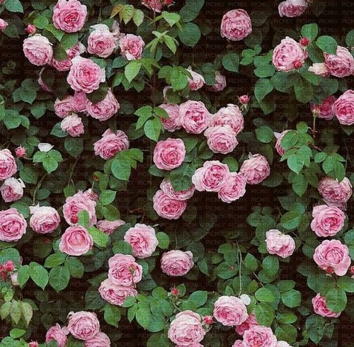 Pink roses Background - gratis png