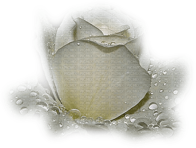 ruža bijela - darmowe png