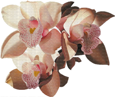 orchids pink bp - Darmowy animowany GIF