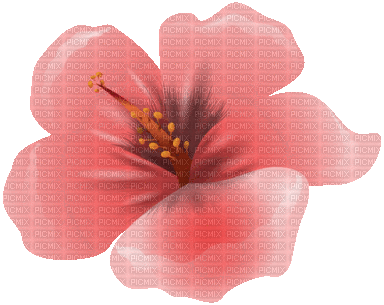 pink animated flower - Besplatni animirani GIF