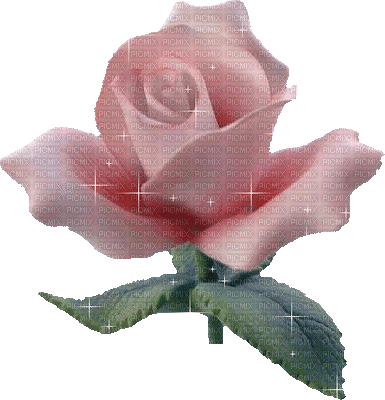 Flowers pink rose bp - Nemokamas animacinis gif