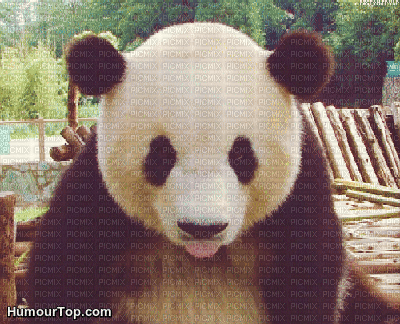 panda - GIF animate gratis