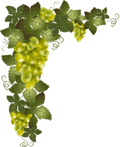 Fruits - 免费PNG