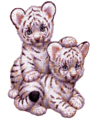 cecily-petits tigres animes - GIF animé gratuit