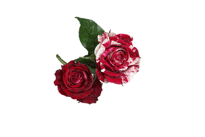 Trandafir 35 - 免费PNG
