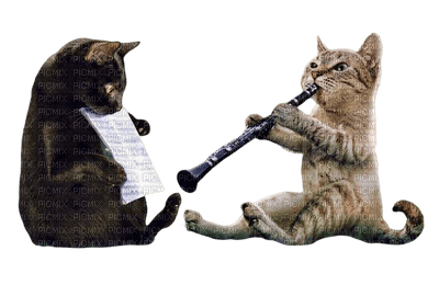 cat chat katze animal music  animaux tube mignon - Free PNG