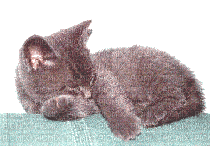 cat katze milla1959 - Ücretsiz animasyonlu GIF