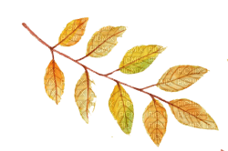 nbl-leaf - darmowe png
