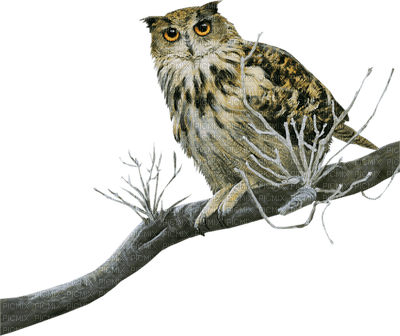 Kaz_Creations Birds Bird Owls Owl - Free PNG