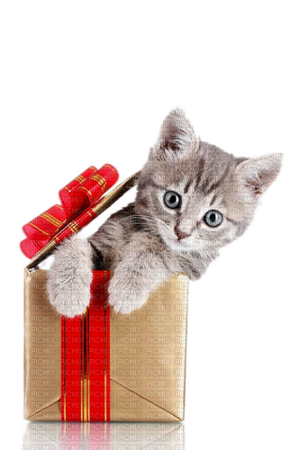 Kätzchen, Geschenk - png gratis