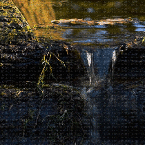 ruisseau  forest autumn gif - GIF เคลื่อนไหวฟรี