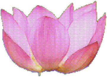 flor de loto - GIF animé gratuit