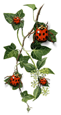 coccinelle.Cheyenne63 - 免费PNG