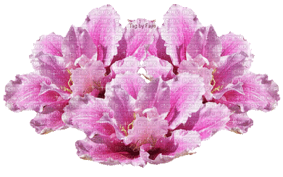 flowers peony, peonies bp - Gratis geanimeerde GIF