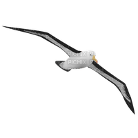 albatross - zdarma png