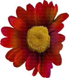 Kaz_Creations Deco Flower Flowers Colours - png ฟรี